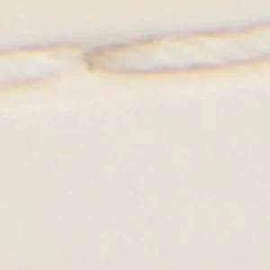 Angelfish 1 Eye Boat Shoe - Image 7